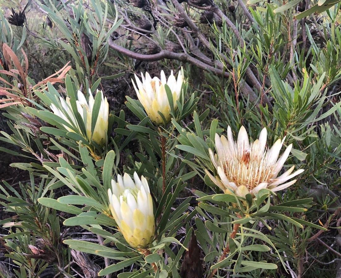 Welbedacht Game & Nature Reserve Tulbagh Zewnętrze zdjęcie